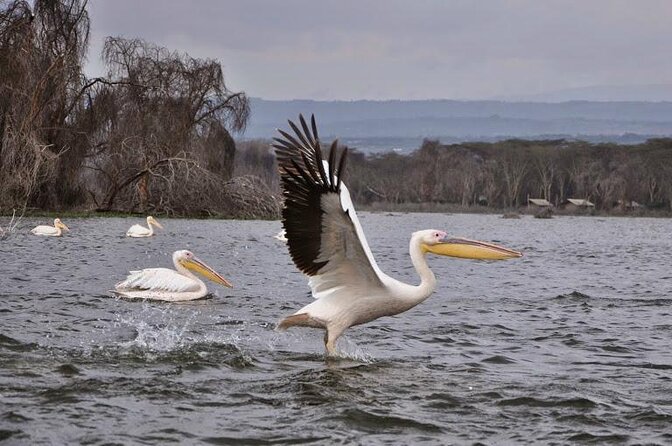 1 Day trip to Hells Gate and Lake Naivasha From Nairobi - Cycling past zebra and giraffes at Hell’s Gate