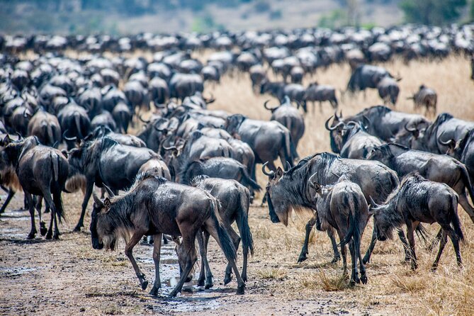 10-Day Serengeti Wildebeest Migration Safari from Arusha - Three days in northern Serengeti