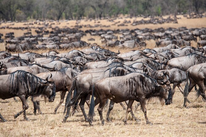 10-Day Serengeti Wildebeest Migration Safari from Arusha - What the $5,512.83 price actually covers