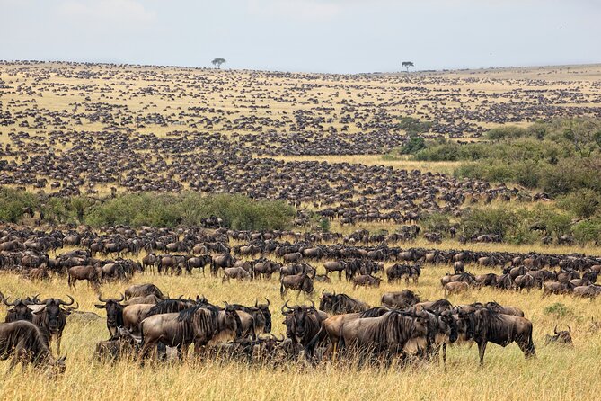 10-Day Serengeti Wildebeest Migration Safari from Arusha - The guide can shape the whole safari