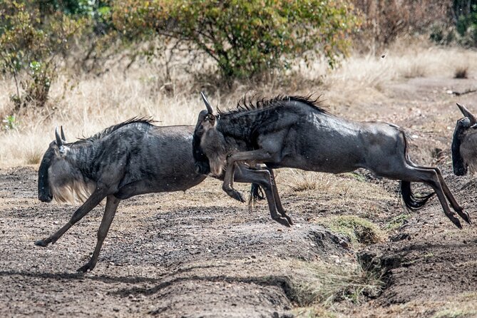 10-Day Serengeti Wildebeest Migration Safari from Arusha - Food, comfort, and the daily rhythm
