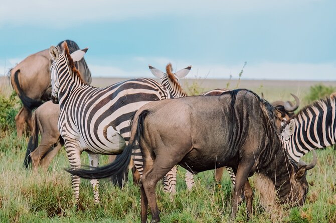 10-Day Serengeti Wildebeest Migration Safari from Arusha - Central Serengeti and the Seronera break