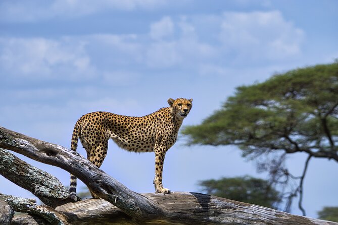 12 days Luxury Tanzania Honeymoon Safari and Zanzibar - Day 4: Through Ngorongoro to the Serengeti
