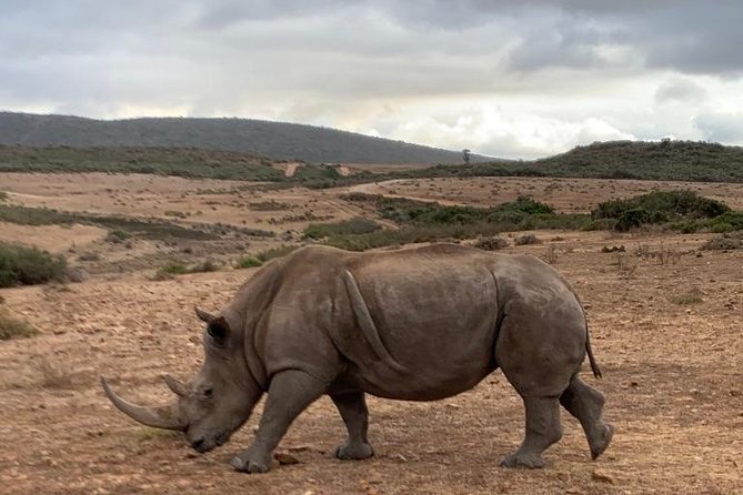 2 Day Safari Experience from Cape Town - Day 2: Sunrise animals, breakfast, and the road back