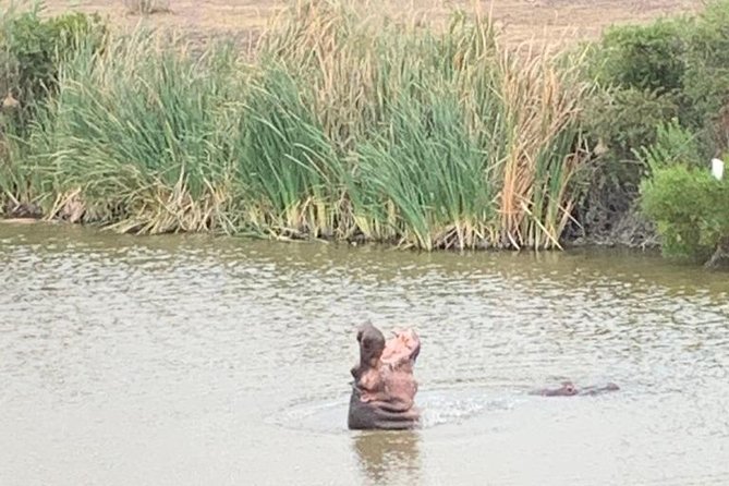 2 Day Safari Experience from Cape Town - What the driver-guide adds to the trip