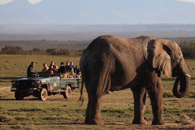 2 Day Safari Experience from Cape Town - Arrival at Garden Route Game Lodge