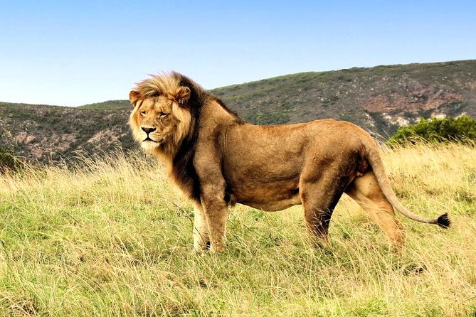 2 Day South African Wildlife Tour with 4x4 Safari from Cape Town - Buffelsdrift’s bush drive and elephant option