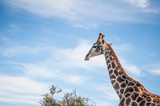 2 Day South African Wildlife Tour with 4x4 Safari from Cape Town - Who should book this safari