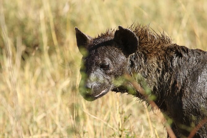 2 Days Tarangire and Ngorongoro Group Camping Safari - What the $550 price really buys you