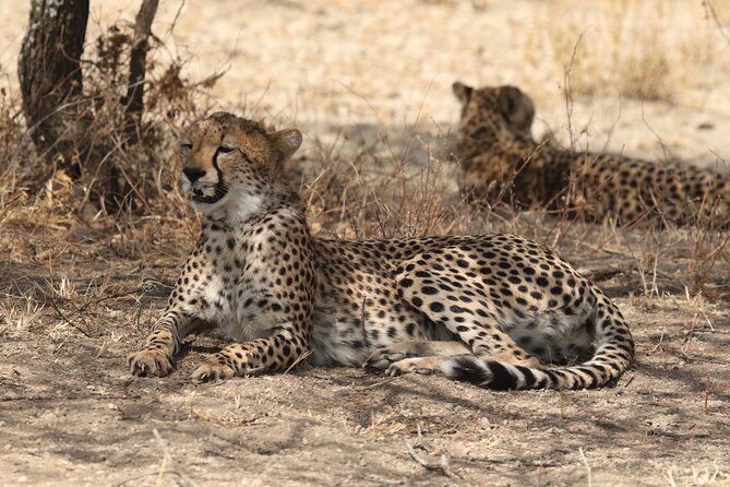 2 Days Tarangire and Ngorongoro Group Camping Safari - Who will get the most from this safari