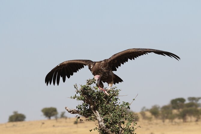 2 Days Tarangire and Ngorongoro Group Camping Safari - Camping near Ngorongoro saves useful time