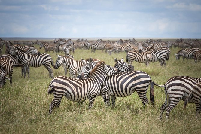 3-Day Classic Serengeti Safari - Three days, two major parks, one packed safari