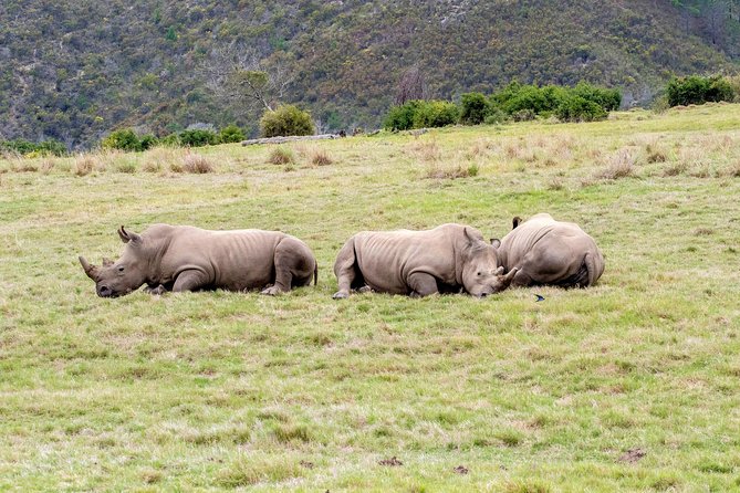 3 Day Garden Route's Best Highlights with Safari from Cape Town - Lodging, meals, and comfort choices