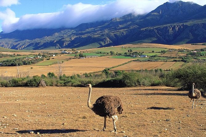 3 Day Garden Route's Best Highlights with Safari from Cape Town - Who should book this trip?
