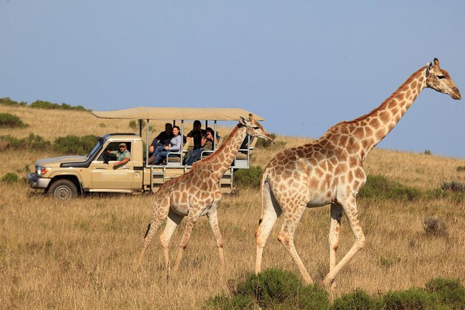 3 Day Garden Route's Best Highlights with Safari from Cape Town - FAQ
