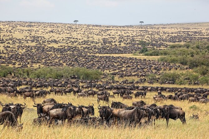 3 Day Masai Mara Budget Joining Safari on 4×4 - Daily Departures - Day one: Rift Valley views and an evening game drive