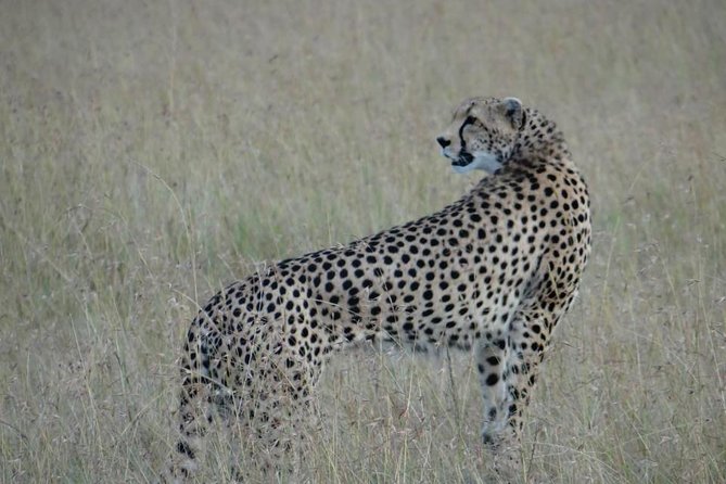 3 Day Masai Mara Safari - The full 12-hour wildlife day