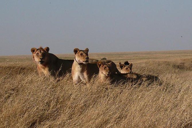 3 Day Masai Mara Safari - Who will get the most from this safari