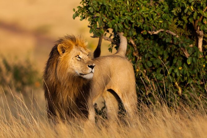 3 Days Gamedrive Safari In Masai Mara From Nairobi - Why three days makes sense in Maasai Mara