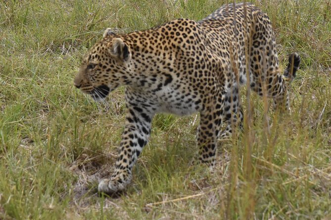 3 Days Gamedrive Safari In Masai Mara From Nairobi - Leaving Nairobi for the Great Rift Valley