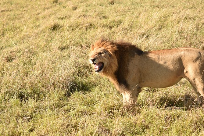 3 Days Gamedrive Safari In Masai Mara From Nairobi - The optional Maasai village walk