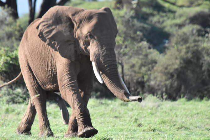 3 Days Gamedrive Safari In Masai Mara From Nairobi - The final morning drive and return to Nairobi