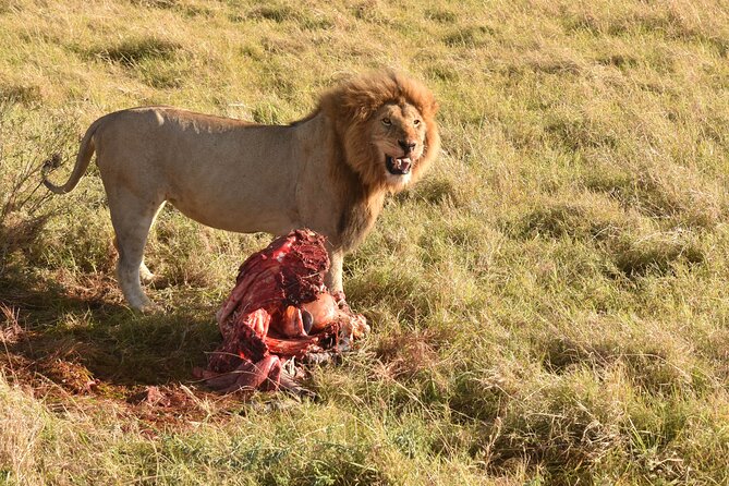 3 Days Gamedrive Safari In Masai Mara From Nairobi - Who will get the most from this safari
