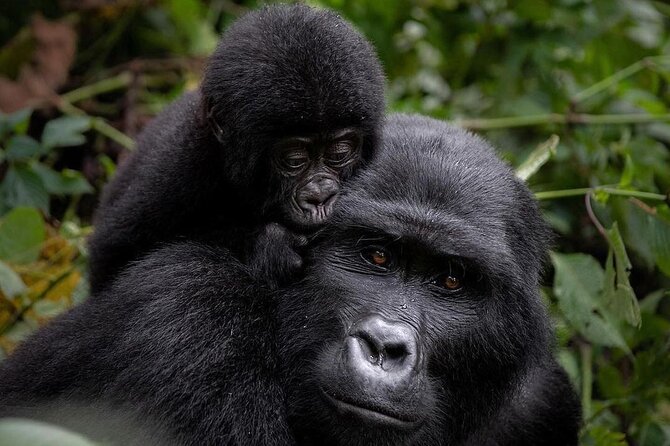 3 Days gorilla trekking Safari tour in Uganda - The real prize is time with Bwindi’s gorillas