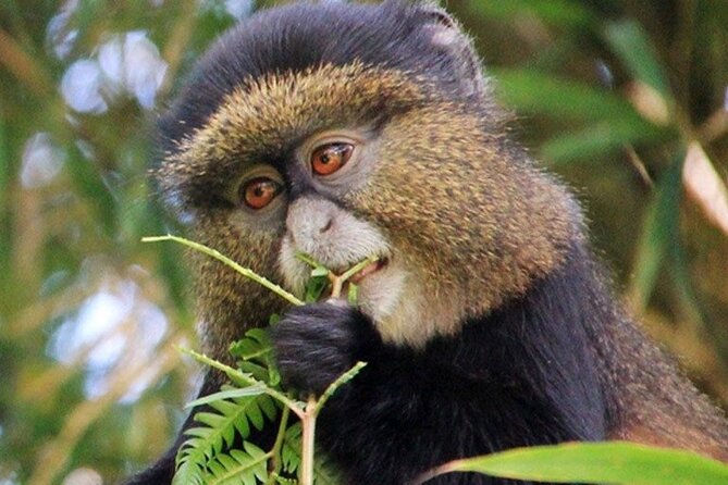 3 Days gorilla trekking Safari tour in Uganda - Lake Bunyonyi adds a quieter second act