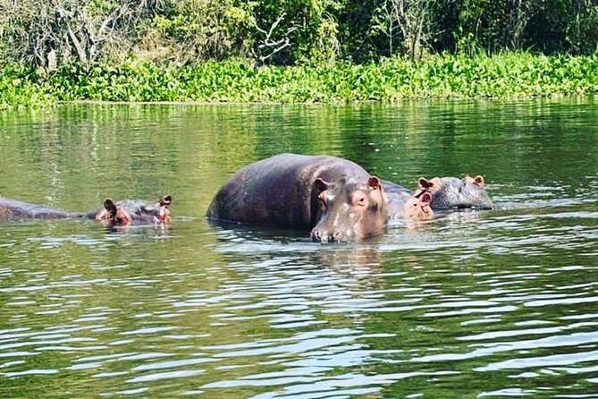 3 Days gorilla trekking Safari tour in Uganda - Day 3: the equator stop and an evening flight