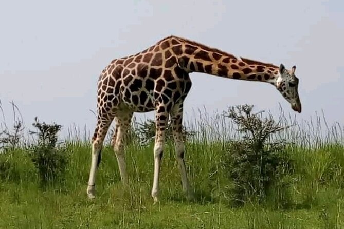 3 Days gorilla trekking Safari tour in Uganda - What to confirm before you book