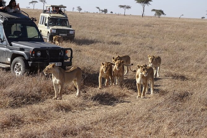 3 days group joining safari to Maasai Mara with a Land Cruiser Jeep - Vehicle, group size, and comfort
