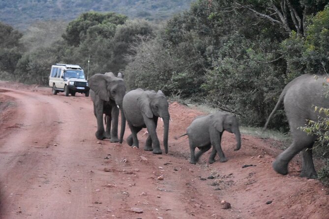3 days group joining safari to Maasai Mara with a Land Cruiser Jeep - The first afternoon drive from 4 to 6 pm