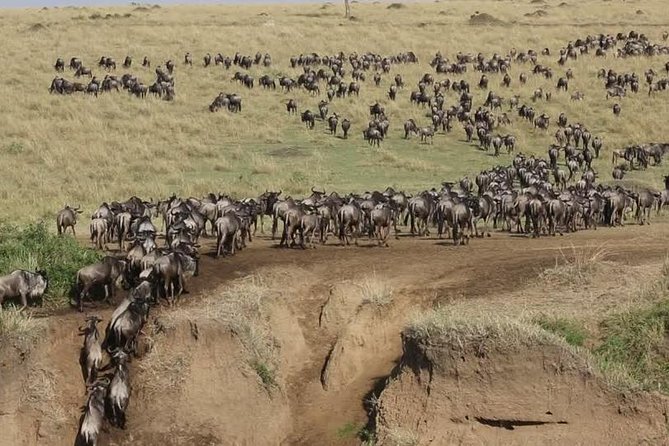 3 Days Maasai Mara Guided Safari from Nairobi - Day two is the heart of the safari