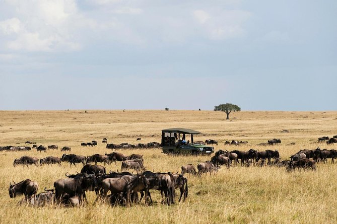 3 Days Maasai Mara Guided Safari from Nairobi - Guides, vehicles, and safety