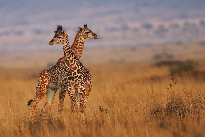 3 Days Maasai Mara Guided Safari from Nairobi - The first sunset drive in Maasai Mara