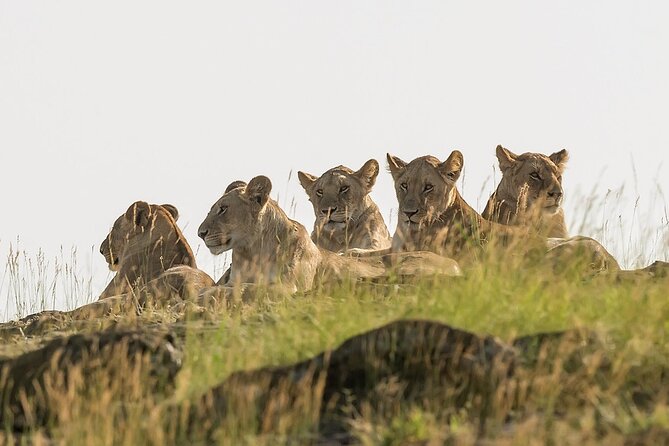 3 days Masai Mara on Private 4x4 Land Cruiser - A Full Wildlife Day in the Mara