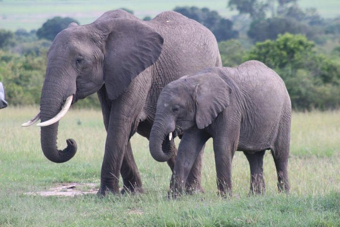 3 days masai mara safari from Nairobi - What the first afternoon game drive gives you