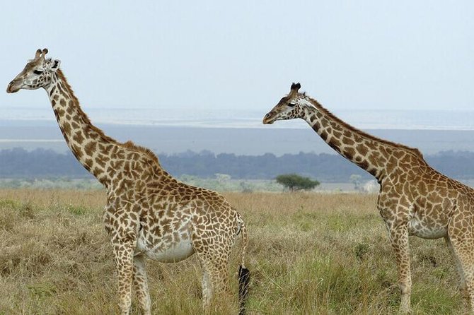 3 days masai mara safari from Nairobi - The tented camp and what full board means