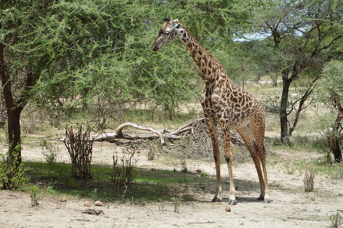 3 Days Serengeti & Ngorongoro Group Camping Safari - What $815 buys you