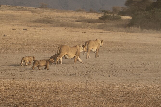 3 Days Serengeti & Ngorongoro Group Camping Safari - Seronera camping and the value of sleeping in the park