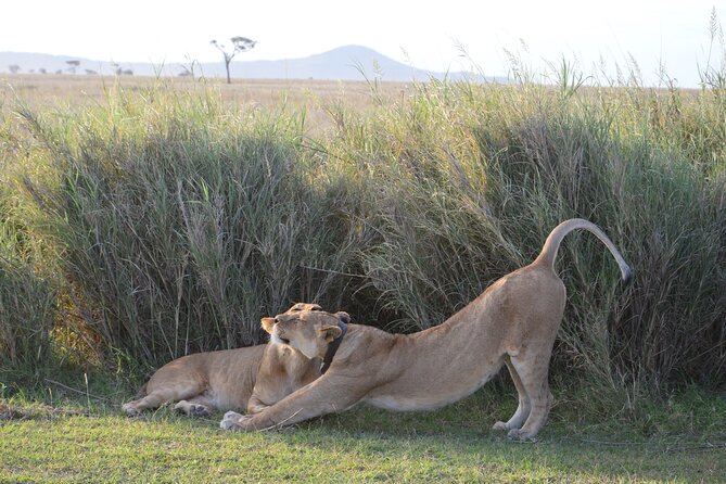 3 Days Serengeti & Ngorongoro Group Camping Safari - Day three: an early descent into Ngorongoro Crater