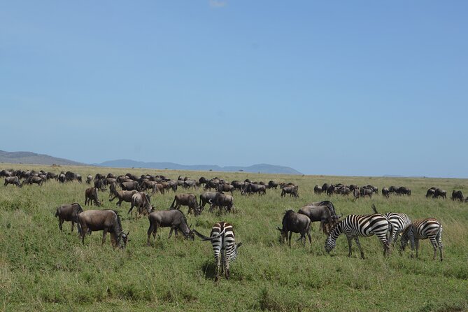 3 Days Serengeti & Ngorongoro Group Camping Safari - Group size, guiding, and the daily rhythm