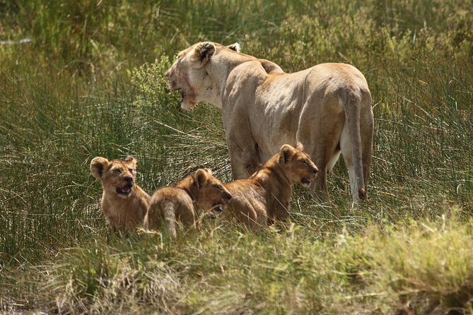 3 Days Serengeti & Ngorongoro Group Camping Safari - Meals, camping, and what to pack