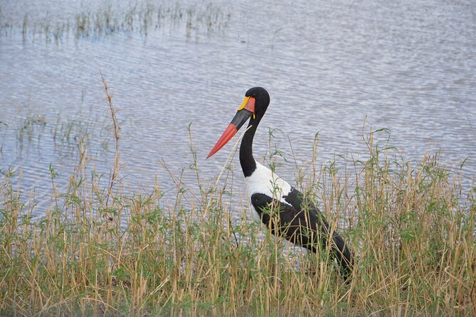 3 Days Serengeti & Ngorongoro Group Camping Safari - Day one: from Arusha to the Serengeti plains
