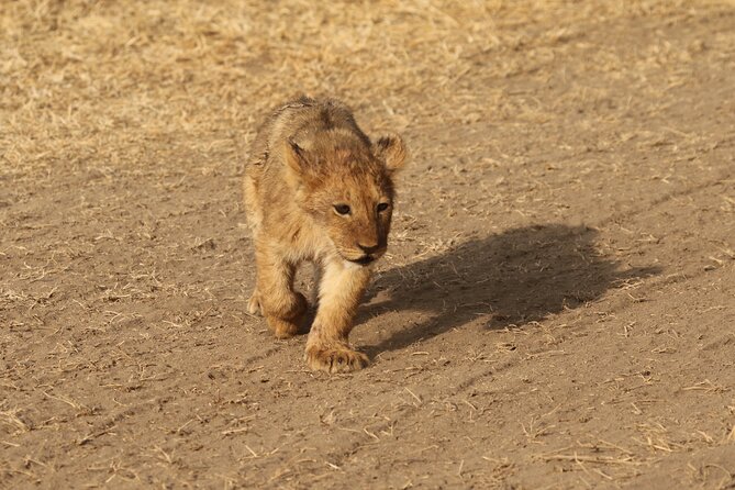 3 Days Tarangire, Ngorongoro & Lake Manyara Group Camping Safari - Why this three-park route works