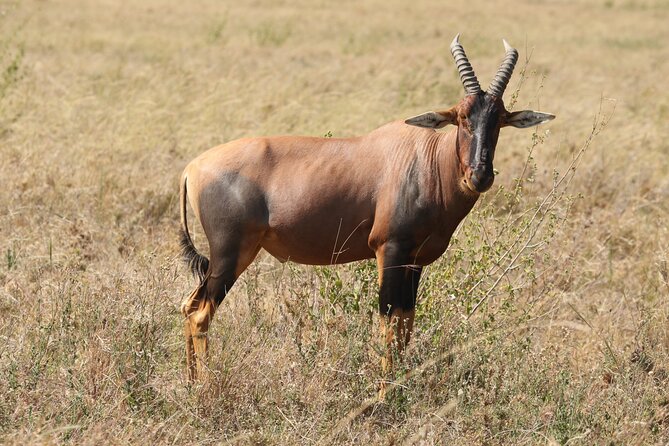 3 Days Tarangire, Ngorongoro & Lake Manyara Group Camping Safari - Day three: woodland, wetlands, and Lake Manyara