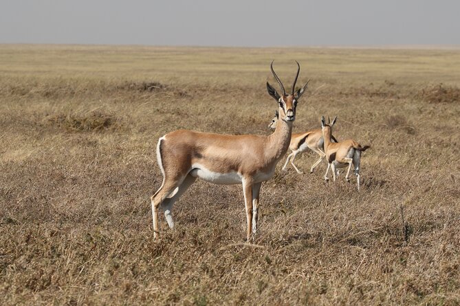 3 Days Tarangire, Ngorongoro & Lake Manyara Group Camping Safari - Camping, food, and the working rhythm