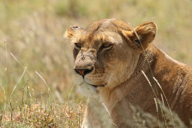 3 Days Tarangire, Ngorongoro & Lake Manyara Group Camping Safari - Should you book it?