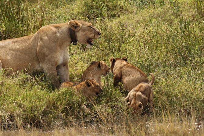 3 Days Tarangire, Ngorongoro & Lake Manyara Group Camping Safari - Day two: the Ngorongoro Crater wildlife circuit